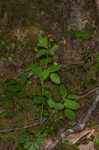 Yellow pimpernel